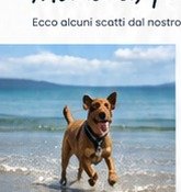 Cane al mare