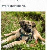 Cane nel verde