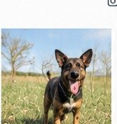 Cane all'aperto